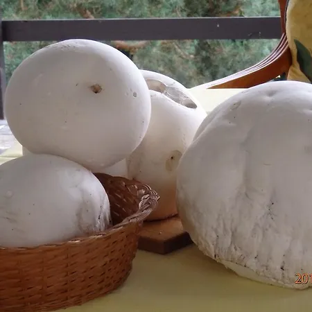 Blanka Horni Podkozi