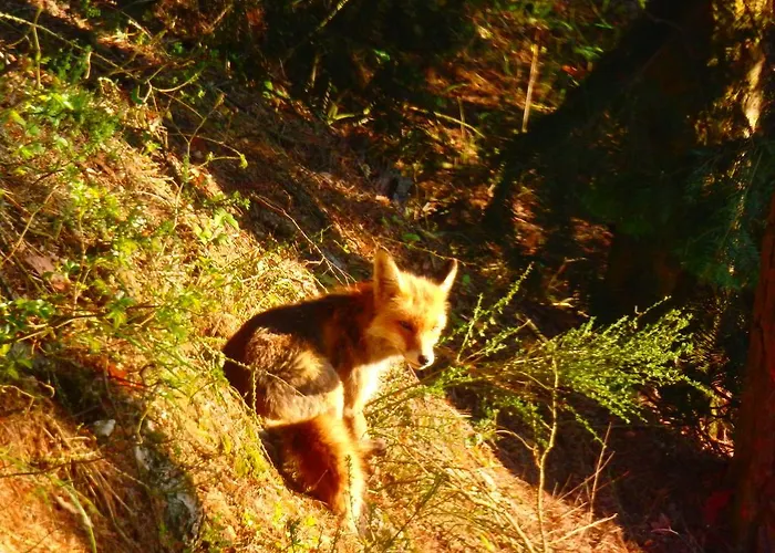 Blanka Guest house 3*